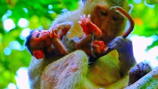 Wow! Amazing action newborn monkey babies showing action the cozy with the young mother