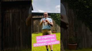 Der kleine SPERBER nützt AMPELSIGNALE zur Jagd! Was macht da UNS Menschen besonders?