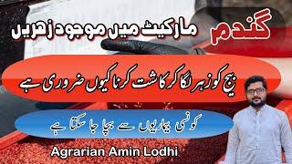 Why Wheat Seed Treatment Is Necessary || Best Wheat Seed Treatment || Agrarian Amin Lodhi