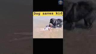Caucasian Shepherd's Incredible Kid Rescue Caught on Camera! | Next2Wild