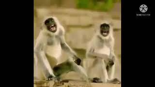 Monkey laughing funny Meme Clip for Video Editing | NO COPYRIGHT