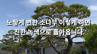 각종 정원수 소나무 병충해 방제 방법 살균 살충제 농약 살포 방법 다양한 살균제 리뷰 농약 살포시 주의점 등을 쉽게 설명합니다!! ㅇㅓㅅㅓ오세요 ^^