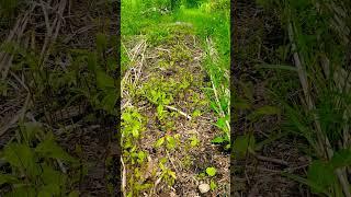 Paw paw - Tricks for growing from seed! #pawpaws #trees