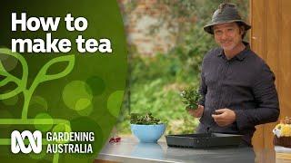 Making homemade green tea using this camellia variety | DIY Garden Projects | Gardening Australia