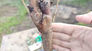 peach grafting // самая простая прививка персика