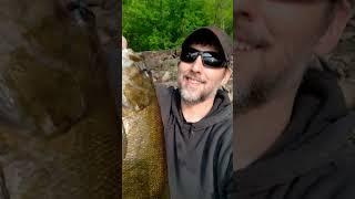 giant Smallmouth Bass on a gulp worm