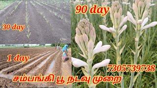 Sampangi poo valarpu | 7305739738 | சம்பங்கி பூ வளர்ப்பு | sampangi flower cultivation #agriculture