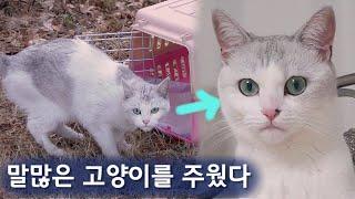 수다쟁이 고양이 구조부터 입양 [몰아보기]