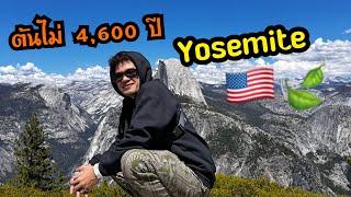 แหล่งแหล่งท่องเที่ยวที่อเมริกามีต้นไม่ 4.600 ปี Yosemite