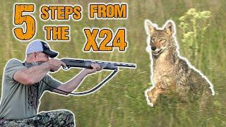 Letting the 12 Gauge Eat! - Coyote Hunting