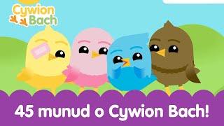 45 Munud o Cywion Bach | 45 minutes Welsh Baby Songs Learning