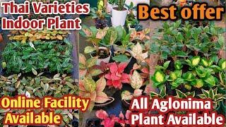 #Thai Varieties Indoor Plant#Online Facility Available#10 Plants Best Combo Offer#@