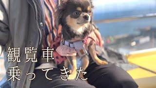 【犬と旅行Vlog】淡路島の定番観光スポットは間違いなく大満足できる場所でした