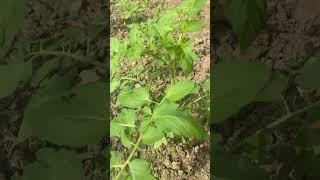 Fast flowering in tomato plant (seedlings) #gardening #plants #terracegarden #shorts #anjrural