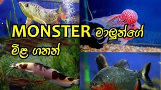 Monster Fish care and price in sri lanka