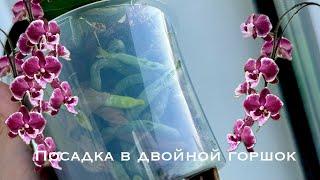 Посадка орхидеи в двойной горшок, полив и уход , ничего сложного  #phal #plants