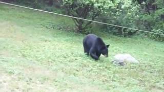 Bear in the Yard