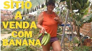 SÍTIO A VENDA COM MUITAS BANANAS