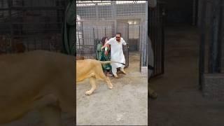 Lion Ha Billi Nahi  #animals #ytshorts #lion mian Saqib #petlover