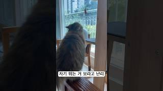 자기 뛰는 거 봐달라는 관종 고양이