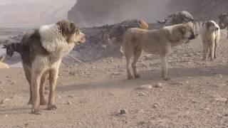 Tajik famous Hissar sheep and Sagi dahmarda from different flocks