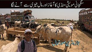 Sangjani Mandi 2025 |Sangjani Mandi Highlights | Top Bulls and Goats at Sangjani Mandi Islamabad