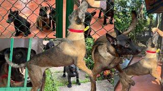 വെറും25000നു Belgian Malinois Dogs Puppies