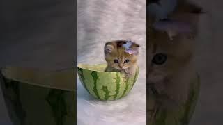 Baby Cat - Cute and Funny Cat Shorts | AwwSoCute #babycat #cuteanimalvideos #shortsvideo