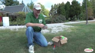 Garden Tutorial: Naturalizing the Lawn with Small Bulbs