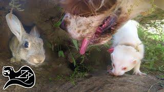 Lurcher Dog Hunting Rabbits - Hunting with Ferrets New Zealand 5 