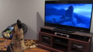 German shepherd howling with wolves from Zootopia