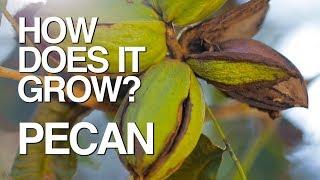 PECAN | How Does it Grow?