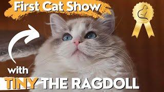 Fluffy Ragdoll Kitten 'Tiny' Goes to First Cat Show