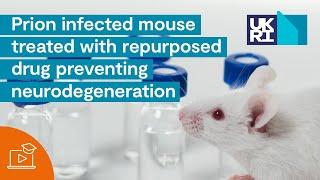 Prion Disease | Infected Mouse Treated with Repurposed Drug Preventing Neurodegeneration