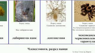 Членестоноги, разред паяци паяк крабов тарантула arthropoda птицеяд паунови Stretch домашен North