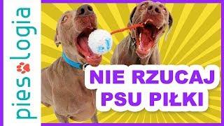 Nie rzucaj psu piłki