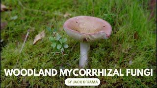 The Role of Woodland Mycorrhizal Fungi