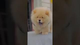 Chow chow dog