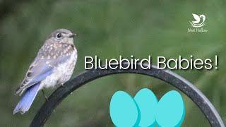 Bluebird Babies: All About the Nesting Season