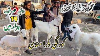 Korangi cheapest bakra Mandi latest rates update 23-December -24 | A.N Animal Setup |