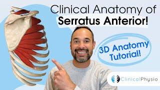 Clinical Anatomy of Serratus Anterior | Expert Physio Guides you through Key Muscle Anatomy!