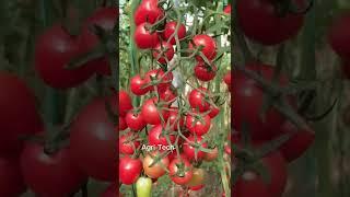 Agriculture Technology #farming #satisfying #shorts #garden #fruit #ideas #home #tomato