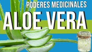  Conoce las PROPIEDADES MEDICINALES del ALOE VERA o SÁBILA  ¡Una Planta ASOMBROSA!