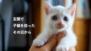 SUB)玄関で子猫を拾ったので、保護して一緒に暮らすことにしました。