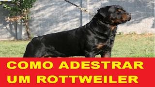 Rottweiler - Adestramento Passo a Passo - Parte 01