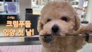 토이푸들 집에 온 첫날 브이로그 | Toy poodle vlog | 크림푸들 3개월 | 쪼물이