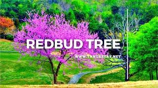 Redbud Trees - TN Nursery