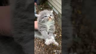 Cute Angry Kitten  (NOT MY VIDEO)