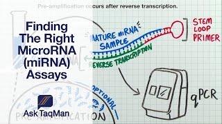 Finding The Right MicroRNA (miRNA) Assays - Ask TaqMan #31