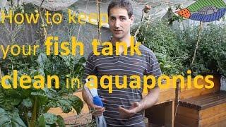 How to keep your fish tank clean in an aquaponics system!